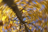 Fall-Scenes;Forest;Nature;Trees;Autumn;Abstract;Abstractions;Patterns;Shapes;Tex