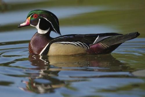 Wood Duck;Yazoo National Wildlife Refuge;Aix sponsa;Feather;Outdoor;Animal;Feathers;Reflection;Birds;Mississippi;Avian;Winged;Wings;Bird;Swimming;water;waterfowl