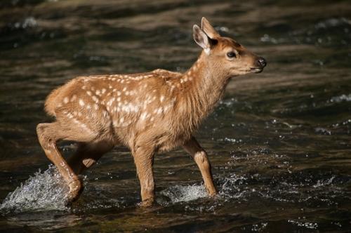 Animals;Brook;Cervus canadensis;Creek;Elk;Mammals;River;River Bed;Riverbed;Rivers;Rivulet;Stream;Streamlet;United States;Water;West Yellowstone;Wyoming;Yellowstone National Park;waterway
