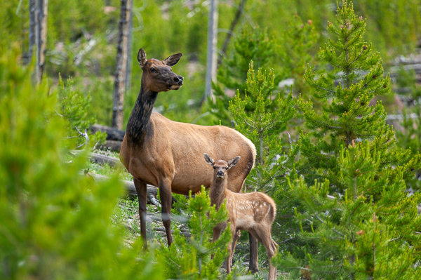 Animals;Branches;Brown;Concepts;Cool Colors;Cool Palette;Cool Tones;Elk;Elk Calf;Forest;Forested;Green;Greens;Habitat;Hill;Leaves;Mammals;Mountain Side;Nature;Oneness;Pastoral;Tan;Timber;Timberland;Tree;United States;Wildlife;Wood;Woodland;Woods;Wyoming;Yellowstone National Park;color;hillside;landscape;limbs;peaceful;plants;soothing;tranquil;tree;tree limbs;trees;trunk