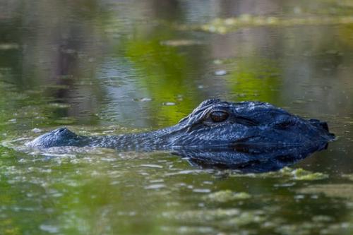 Alligator;Alligatoridae;Alligatorinae;American Alligator;Animals;Georgia;National Wildlife Refuges;Okefenokee;Reptile;United States;alligator mississippiensis