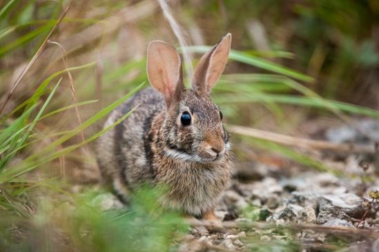 Animals;Brown;Eastern Cottontail Rabbit;Horizontal;Mammals;Rabbit;Tan;bunny;grass;green;rabbit