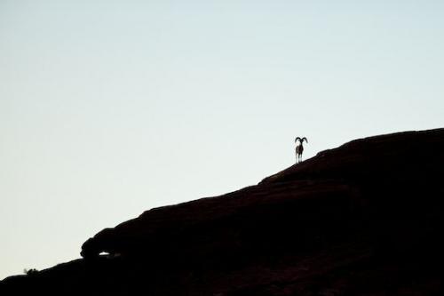 Valley of Fire State Park;Big Horn Sheep;Mammals;Nevada;Ovis canadensis;Ram;Desert;Sheep;Mountain;Silhouette