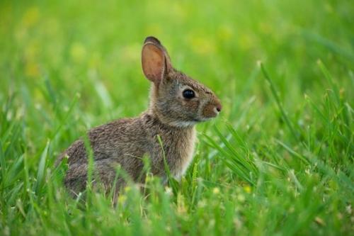 baby;Eastern Cottontail Rabbit;Tan;Rabbit;Green;mammal;Brown;wildlife;animal