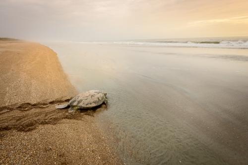 Animals;Beach;Calm;Chelonia mydas;Cloud;Cloud Formation;Clouds;Cloudy;Coast;Coastline;Florida;Green Sea Turtle;Healing;Minimalism;Nature;Ocean;Pacific green turtle;Pastoral;Reptile;Sand;Sea;Seascape;Sun-up;Sunlight;Sunshine;Turtle;United States;Water;Waterscape;Waves;Weather;Wildlife;beach;beaches;black (sea) turtle;coast;coastline;dawn;daybreak;endangered;green turtle;morn;morning;oneness;peaceful;restful;sea;sea turtle;serene;shore;shoreline;sky;soothing;sunlit;sunrise;sunup;tranquil;zen