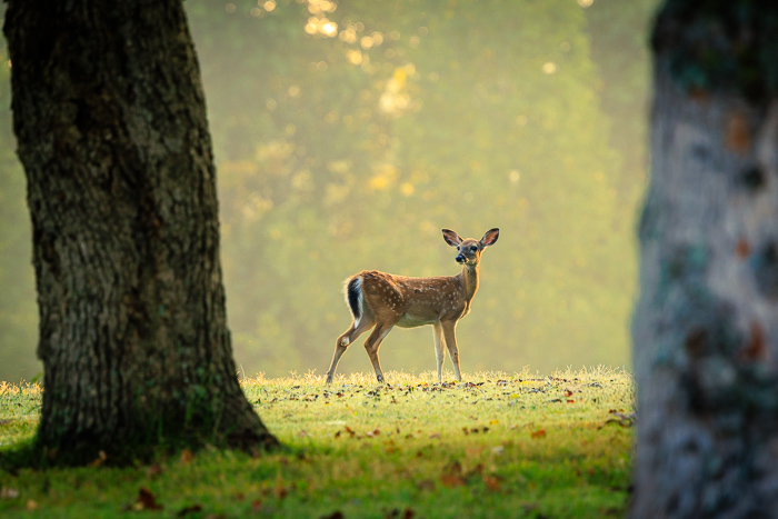 Alert;Autumn;Calm;Deer;Fawn;Flora;Forest;Mammal;Nature;Solitude;Spots;Sunlight;Wild;Wilderness;Wildlife;Woodland;Young;animal;backlight;bokeh;clearing;cute;dawn;fauna;field;grass;meadow;morn;morning;nature reserve;outdoors;pasture;peaceful;serene;soft light;spotlight;spring;sunrise light;tranquil;trees;watchful