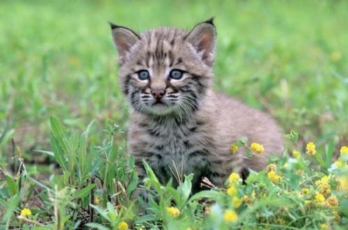 Bobcat;wildlife;mammal;Gray;Green;Baby;animals;animal;Cat