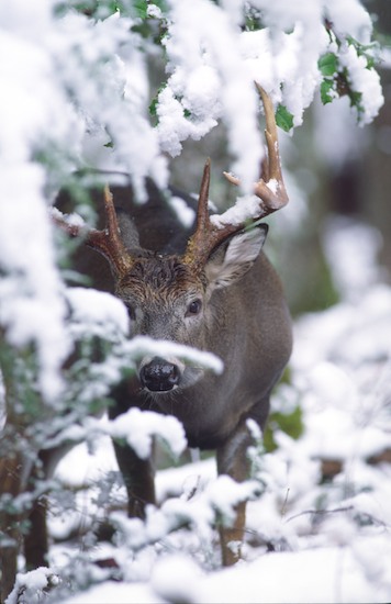 Animals;antlers;Deer;Forest;Great Smoky Mountains National Park;GSMNP;Mammals;Odocoileus virginianus;rack;smokey;Snow;Tennessee;Timber;Timberland;Virginia Deer;Whitetail;winter;Wood;Woodland;Woodlands;Woods
