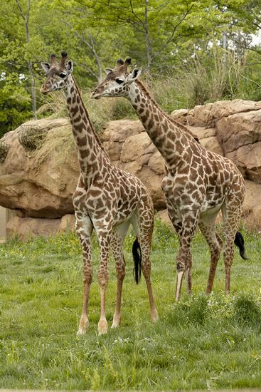 Giraffe;Animal;Mammal;African
