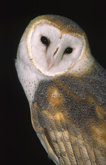 Bird;Birds;Ornithology;Feather;Raptor