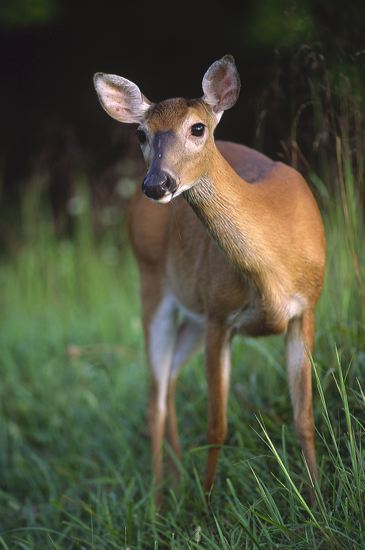 Mammal;Forest;Grass;Great Smoky Mountains;Tennessee;Doe;Deer;Whitetail