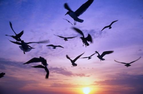 Seagull;wildlife;Yellow;bird;animals;Sanibel;Florida;Pink;Purple;Flying;Sunset;Red;animal