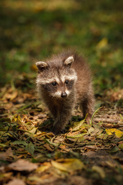 Animal;Animals;Beige;Brown;Concepts;Keepers;Mammal;Mammals;Nature;Oneness;Pastoral;Procyon lotor;Raccoon;Tan;Tennessee;United States;Warm Colors;Warm Palette;Warm Tones;Wildlife;Yellow;color;gray;peaceful;restful;soothing;taupe