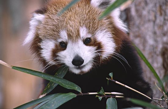 Animal;Animals;Zoo;Mammal