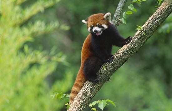 Animal;Mammal;Panda;Red