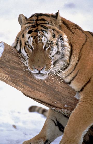 Mammal;Animal;Cat;Animals;Zoo