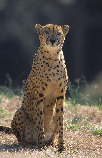 Acinonyx jubatus;agility;Animal;black;brown;Cat;closeup;Concepts & Emotions;fur;hunt;Mammal;Predator;prowl;speed;Spotted;strength;survivor;tan;white;Cheetah