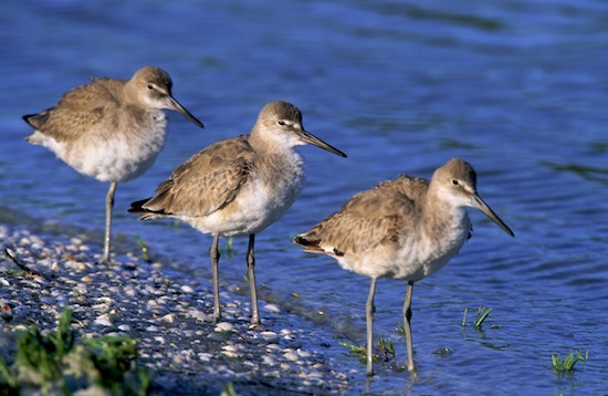 Avian;Beach;Bird;Birds;Ding Darling National Wildlife Refuge;Feather;Feathers;Flight;Florida;Flying;Fort Myers;Hills;Sanibel Captiva Island;Shore;Winged;Wings