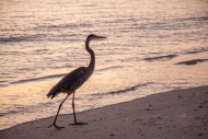 Avian;Bird;Birds;Dusk;Feather;Florida;Fort-Myers;Ocean;Sand;Sanibel-Captiva-Isla