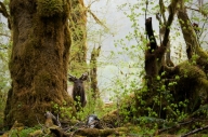 Antlers;Brown;Bull;Cervus-canadensis-roosevelti;Forest;Green;Hoh-Rainforest;lich