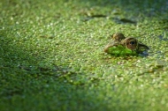 Amphibian;Animals;Bog;Brown;Eyes;Flora;Flowers;Frog;Gold;Green;Habitat;Marsh;Mir