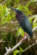 animals;Green-Heron;Bird;Green;branch;heron;Teal;Limb;Butorides-virescens;animal