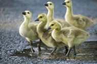Feather;Goose;babies;Canada-Goose;Feathers;Avian;Birds;Bird;Baby;Geese;Winged;Wi
