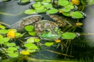 Amphibian;Animals;Atlanta;Botanical;Bullfrog;Canmoflage;Frog;Water;Yellow;animal