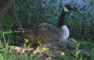 Bird;Birds;Ornithology;Feather;Raptor;Baby;Nest;Nesting