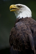 National;Feathers;Beak;Dignified;Bald-Eagle;Patriotic;Birds;Fierce;Raptor;Noble;