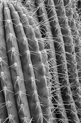 Abstract;Abstractions;Arizona;Black and White;Cactus;Stock categories;Textures;patterns;plants;shapes