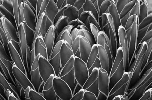 Abstract;Abstractions;Black and White;Botanical;Cactus;Flora;Flowers;Green;Herb;Shrub;Spikes;Stock categories;Textures;White;artsite;botanicals;botany;cactus;color;flora;green;greenery;herbage;patterns;plant;plants;shapes;spike;vegetation