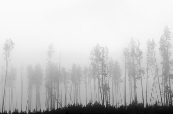Black and White;Calm;Fog;Forest;Forested;Habitat;Horizontal;Minimalism;Mist;Nature;Obscured;Pastoral;Timber;Timberland;Tree;United States;Wabi Sabi;West Yellowstone;Wood;Woodland;Woodlands;Woods;Wyoming;Yellowstone;Yellowstone National Park;foggy;haze;landscape;mist;misty;oneness;peaceful;plants;restful;serene;soothing;tranquil;tree limbs;trees;zen