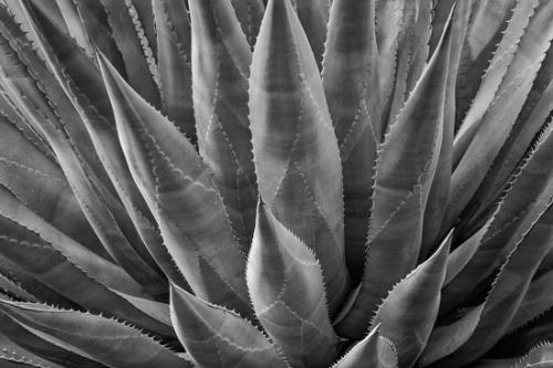 Abstract;Abstractions;Agave;Arizona;Black and White;Botanical;Cactus;Herb;Patterns;Shrub;Stock categories;Succulent;Textures;artsite;botanicals;botany;cacti;flora;green;greenery;herbage;plant;plants;shapes;vegetation