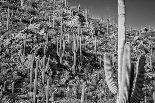 Arid;Arizona;Black and White;Cacti;Cactus;Carnegiea gigantea;Dry;Landscapes;Saguaro;Saguaro National Park;Stock categories;Tan;Tuscon;United States;artsite;blue;desert;green;plants