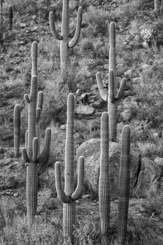 Arid;Arizona;Black and White;Bluff;Boulder;Boulders;Brown;Cacti;Cactus;Carnegiea gigantea;Dry;Hill;Mountainous;Mountainside;Pinnacle;Rock;Rock Face;Rock formations;Rocks;Rocky;Saguaro;Saguaro National Park;Stone;Stones;Summit;Tan;Tuscon;United States;artsite;cacti;cactus;desert;green;hillside;plants;red