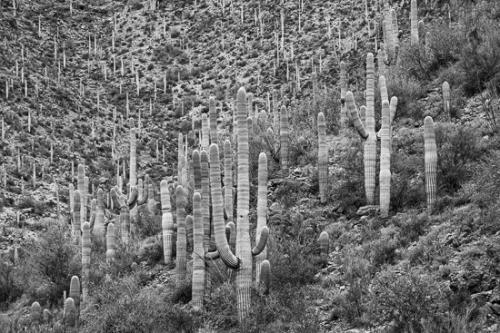 Arid;Arizona;Black and White;Cacti;Cactus;Carnegiea gigantea;Dry;Gorge;Hill;Hills;Mountainside;Pink;Saguaro;Saguaro National Park;Tan;Tuscon;United States;artsite;cacti;cactus;desert;green;hillside;plants;red