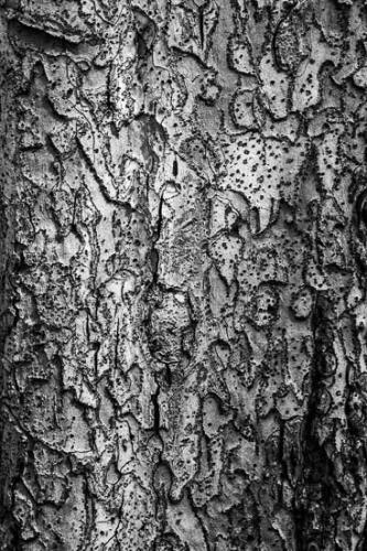 Abstract;Abstraction;Black and White;Brown;Close-up;Gold;Oneness;Pattern;Peaceful;Shape;Tan;Texture;Tree;Trunk;Wabi Sabi;bark;zen