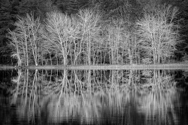Abstract;Abstraction;Black and White;Branches;Calm;Fall Creek Falls State Resort Park;Forest;Forested;Habitat;Healing;Health care;Healthcare;Minimalism;Mirror;Nature;Pastoral;State Park;Sunlight;Tennessee;Timber;Timberland;Tree;United States;Water;Waterscape;Wood;Woodland;lake;landscape;leaves;limbs;oneness;pattern;peaceful;reflection;reflections;restful;serene;soothing;sunlit;tranquil;tree limbs;tree trunk;trees;trunk;zen