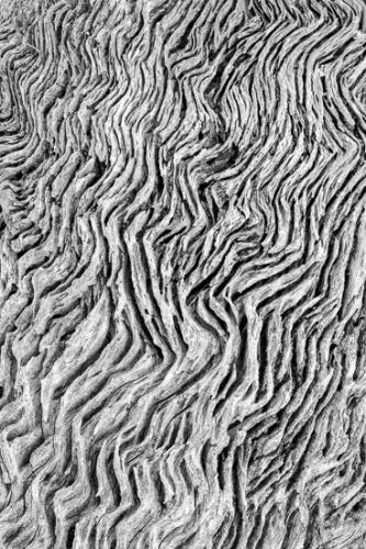 Abstract;Abstractions;Beach;Black and White;Branches;Drift;Driftwood;Herbaceous;Ocean;Patterns;Personal;Plant;Rachel;Sea;Sea Foam;Stock categories;Textures;Tree;Water;Waves;artsite;bark;beaches;branch;plants;shapes;shore;shoreline;tree trunk;trees;trunk;whitewater