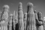 Arizona;Black-and-White;Blue;Botanical;Cacti;Cactus;Flora;Flowers;Green;Herb;Spi