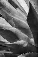 Arizona;Black-and-White;Botanical;Cacti;Cactus;Flora;Flowers;Green;Herb;Spines;a