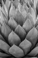 Abstract;Abstractions;Arizona;Black-and-White;Botanical;Brown;Cacti;Cactus;Flora