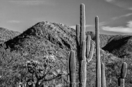 Arizona;Black-and-White;Blue;Boulder;Cactus;Green;High;Ledge;Mountain;Mountain-T