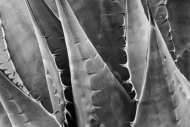 Abstract;Abstractions;Agave;Arizona;Black-and-White;Botanical;Cactus;Herb;Patter