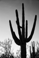 Arid;Arizona;Black-and-White;Cacti;Cactus;Carnegiea-gigantea;Contour;Dry;Dusk;Fo