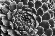 Abstract;Abstraction;Black-and-White;Botanical;Close-up;Flowers-Plants;Line;Macr