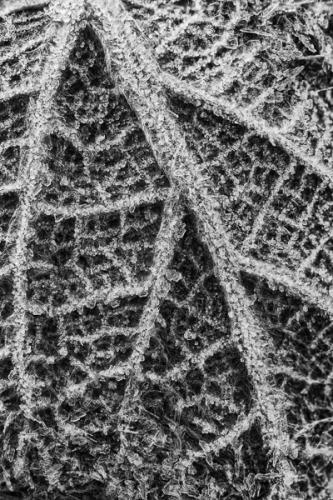 Abstract;Abstractions;B&W;Black and White;Botanical;Cold;Detail;Freeze;Frost;Frozen;Ice;Leaf;Leafy;Macro;Mystery;Nature;Pastoral;Patterns;Question;Skeleton;Stock categories;Textures;Uncertainty;Vein;Veins;Wabi Sabi;botanicals;concepts & emotions;foliage;leaves;oneness;peaceful;plant;shapes;tranquil;zen