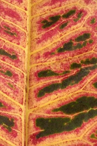 Vegetation;Patterns;Botanicals;Vein;Close-up;Red;Tan;Flora;Plant;Plants;Yellow;Veins;Leaf;Green;Abstract;Abstraction;Leaves;Botanical;Abstracts