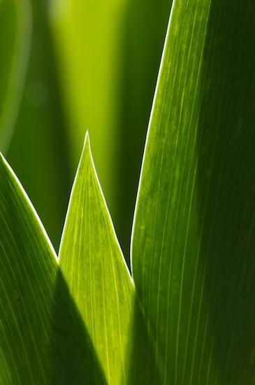 Abstract;Abstractions;botanical;botanicals;botany;flora;Green;greenery;herb;herbage;Patterns;plant;plants;Shapes;shrub;Textures;vegetation